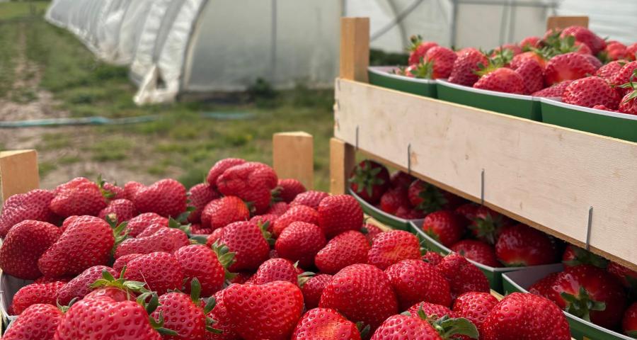 La saison des fraises est lancée : les premières cueillettes ont du succès à la Ferme de la Brouhinète