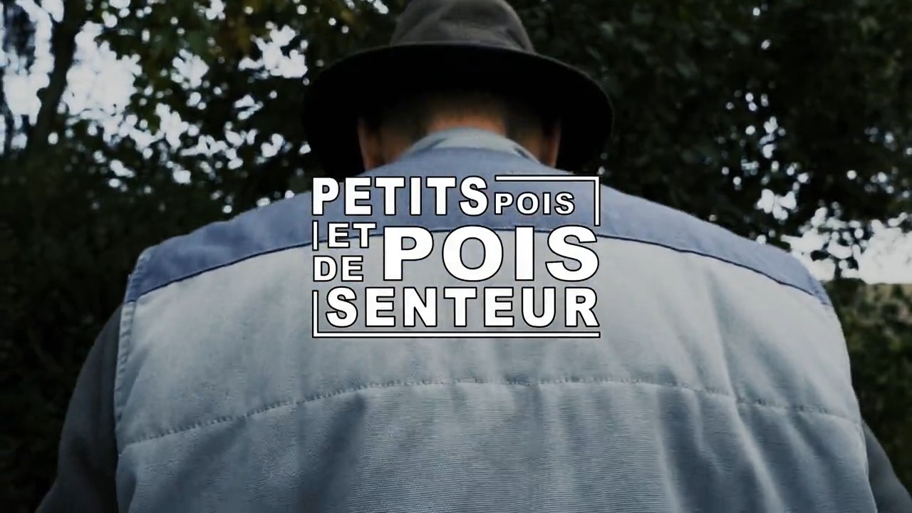 Petits pois et pois de senteur - 29/04/2024