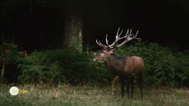 Curieux de nature 11 mai 2022