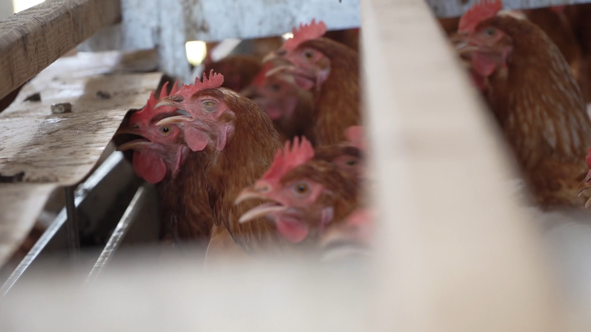 La grippe aviaire H5 confirmée dans un élevage de volailles à Grand-Leez