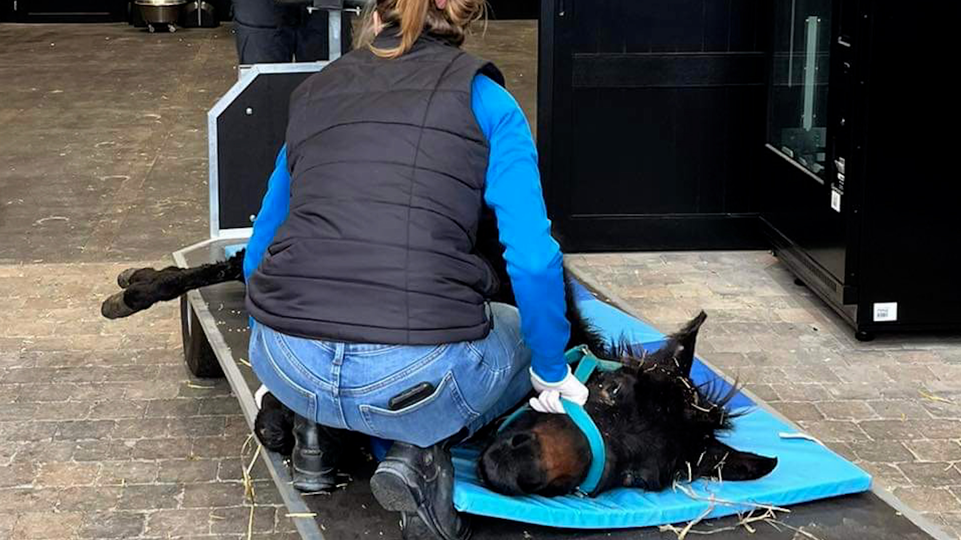 Saisie d'animaux : la comtesse du Monceau inculpée