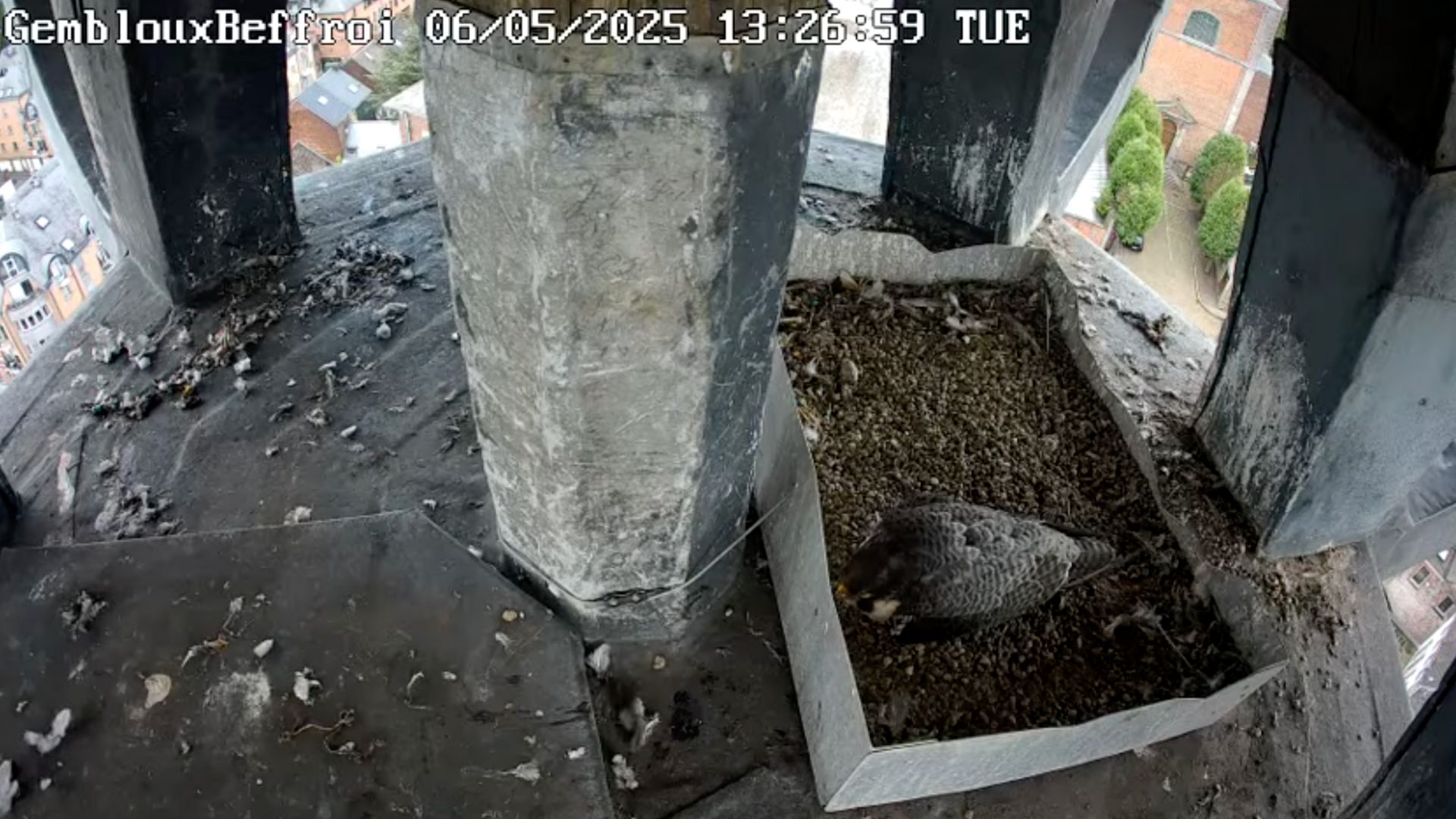 Nouvelle naissance de fauconneau en haut du beffroi de Gembloux