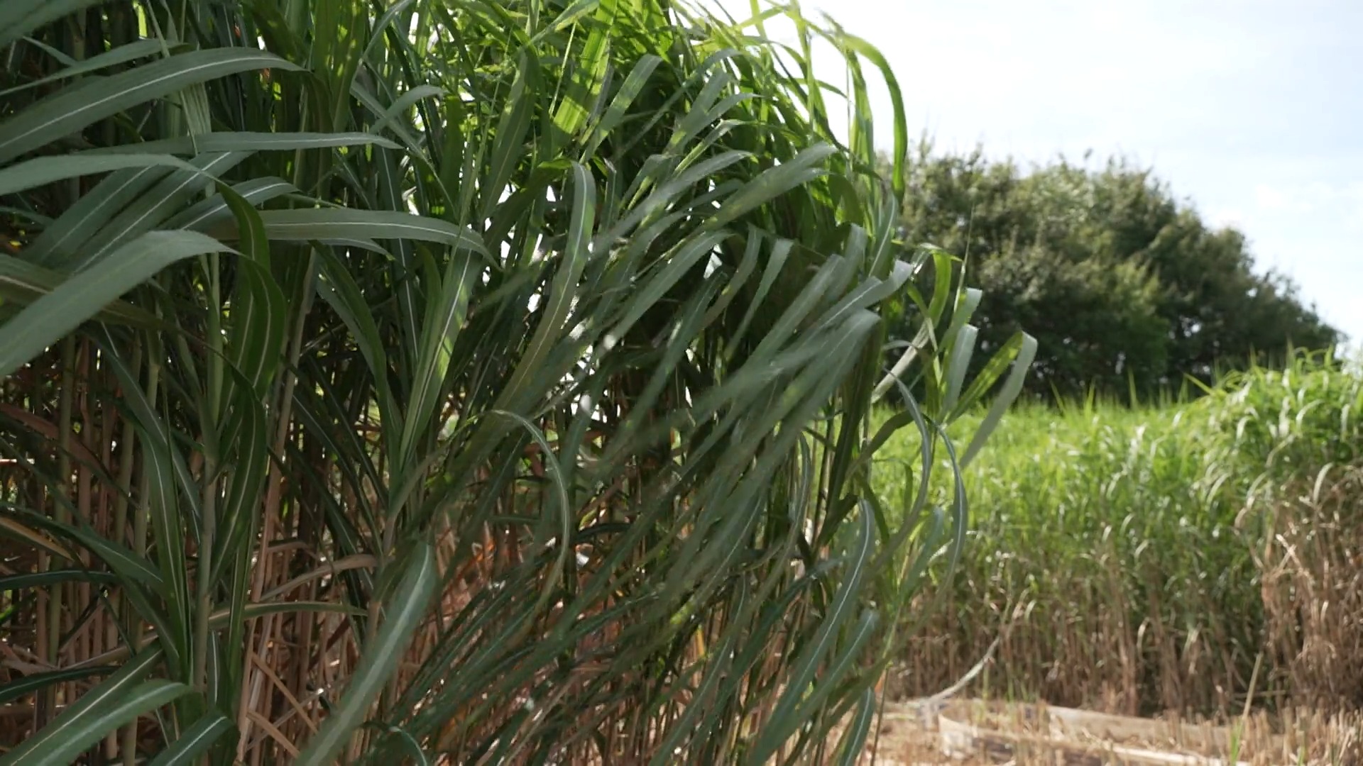 Perwez : des primes anti-inondations pour les agriculteurs