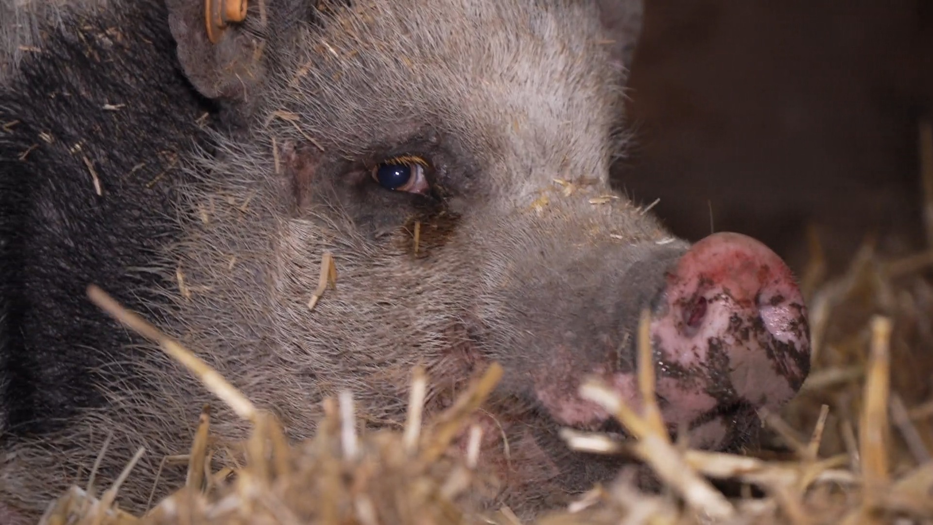 Bien-être animal : apaisement dans les refuges