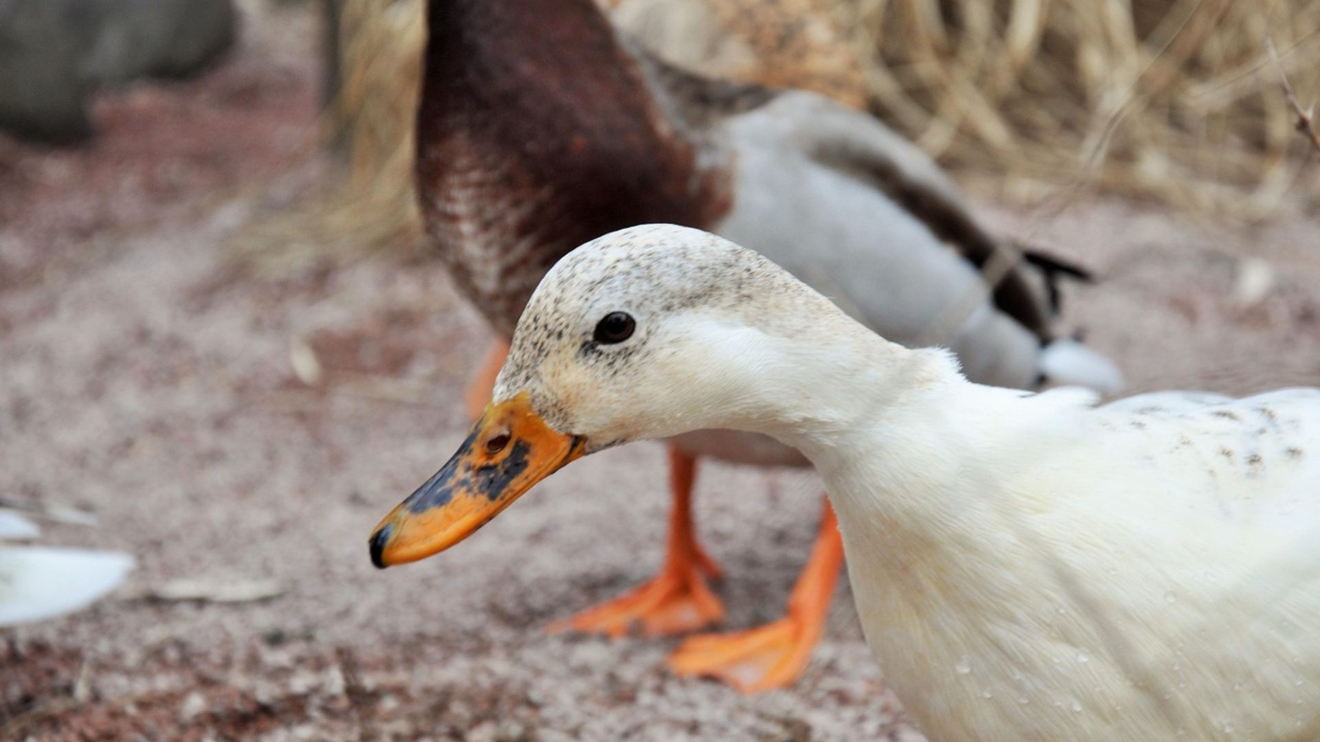 3ème cas de grippe aviaire confirmé dans la zone de Gembloux