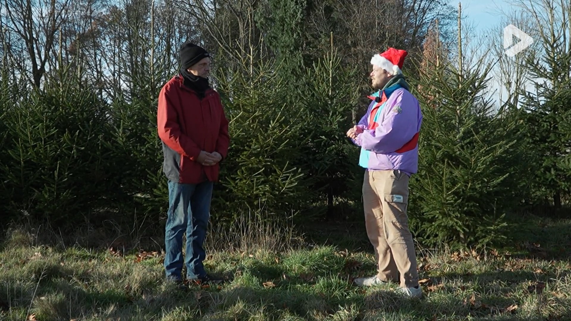 What The Fact ? - Où et comment poussent les sapins de Noël ?
