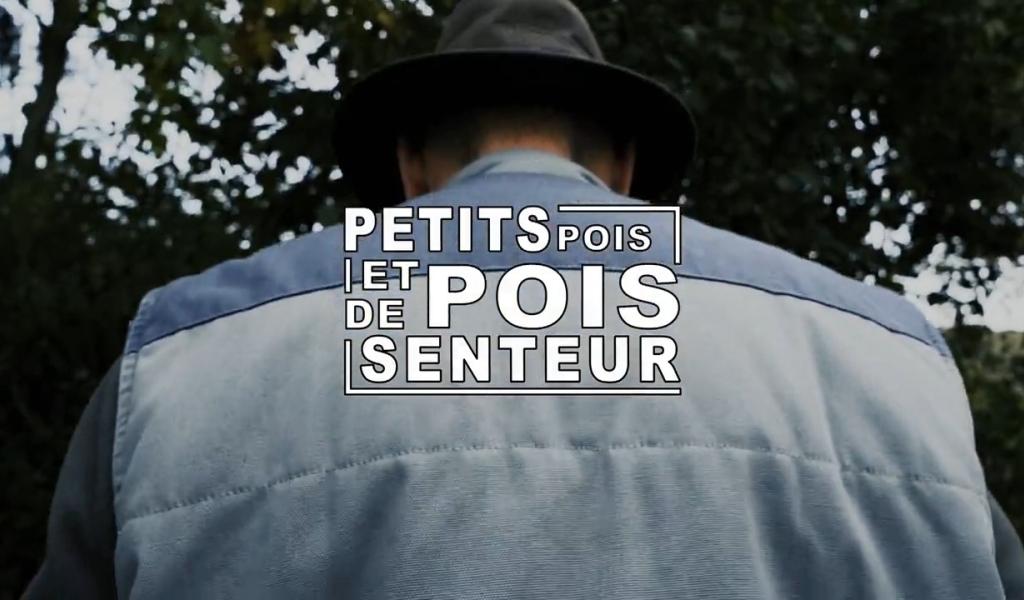 Petits pois et pois de senteur - 25/09/2023