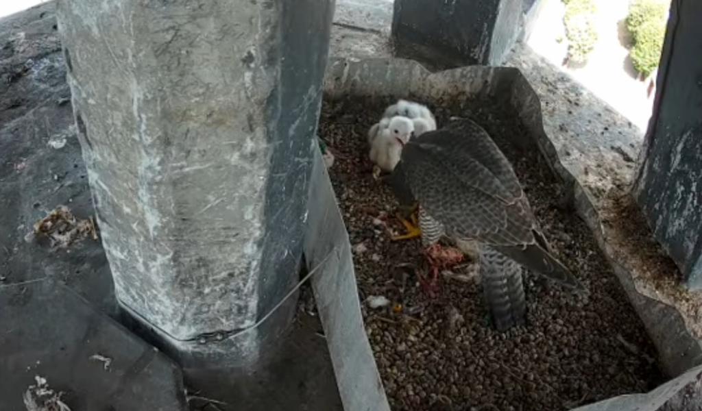 Les fauconneaux gembloutois sont nés !