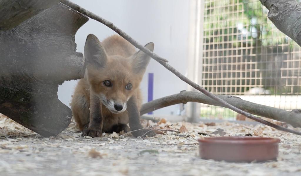 Hausse du nombre d'animaux blessés au CREAVES de Perwez