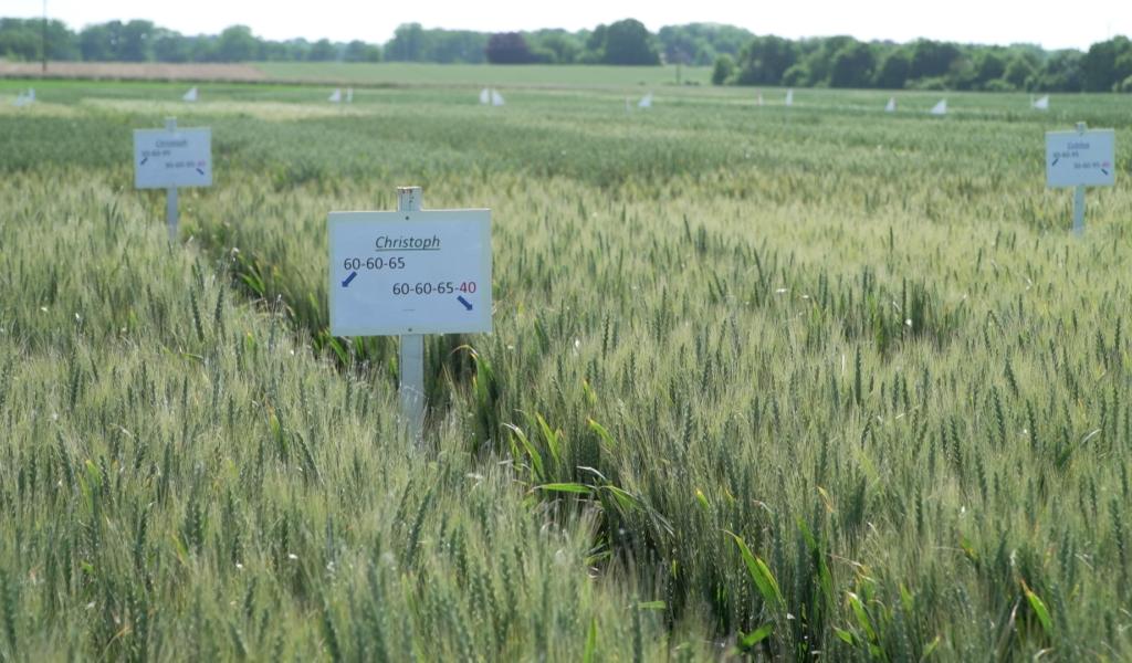 ValCerWal : des céréales 100% wallonnes