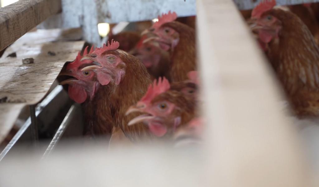 La grippe aviaire H5 confirmée dans un élevage de volailles à Grand-Leez