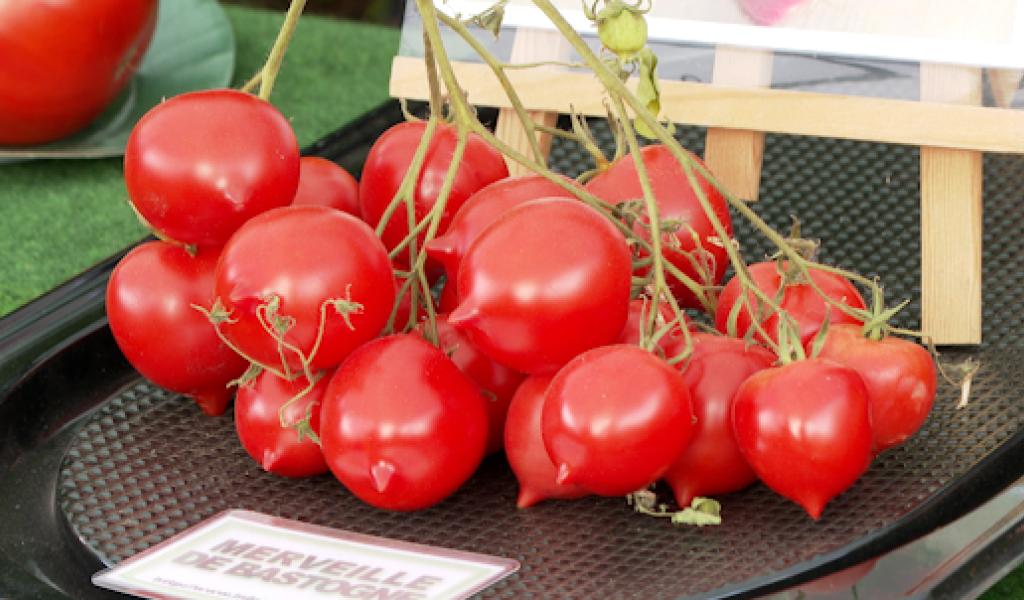 Ekikrok clôture la saison estivale avec la fête de la tomate