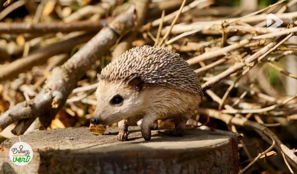 Entrez, c'est tout vert, le best-of 2023