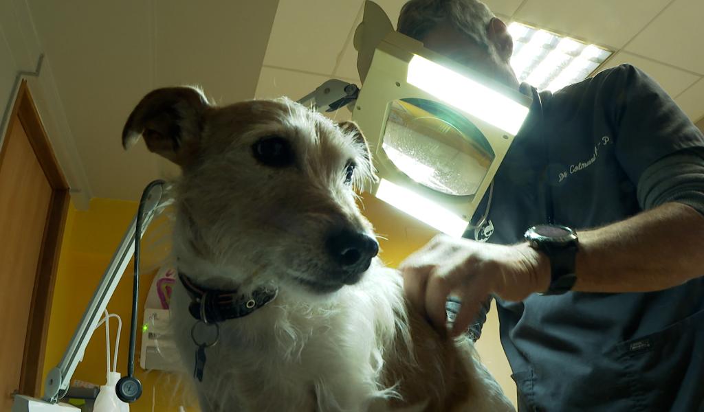 Soins vétérinaires : peu d'animaux de compagnie couverts par une assurance en Belgique