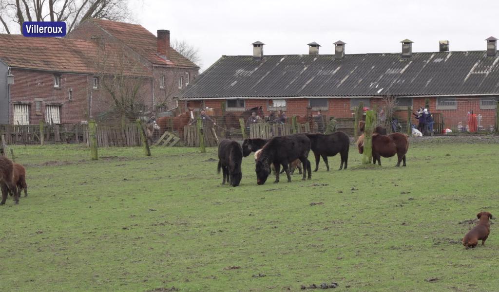 La comtesse du Monceau renvoyée devant le tribunal correctionnel pour maltraitance animale