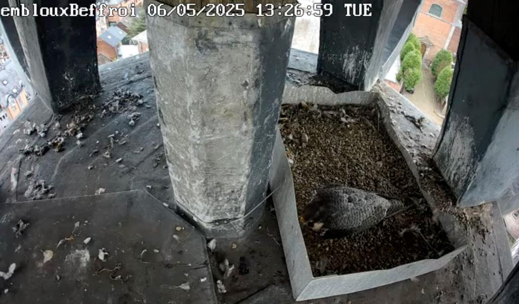 Nouvelle naissance de fauconneau en haut du beffroi de Gembloux
