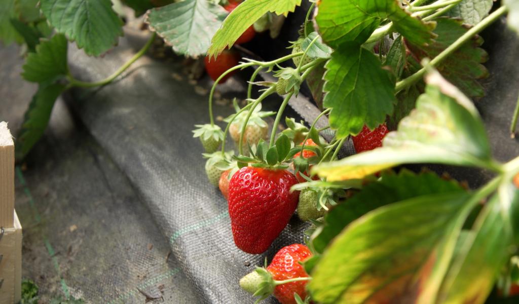 Bien sucrées, les fraises sont arrivées en avance cette année