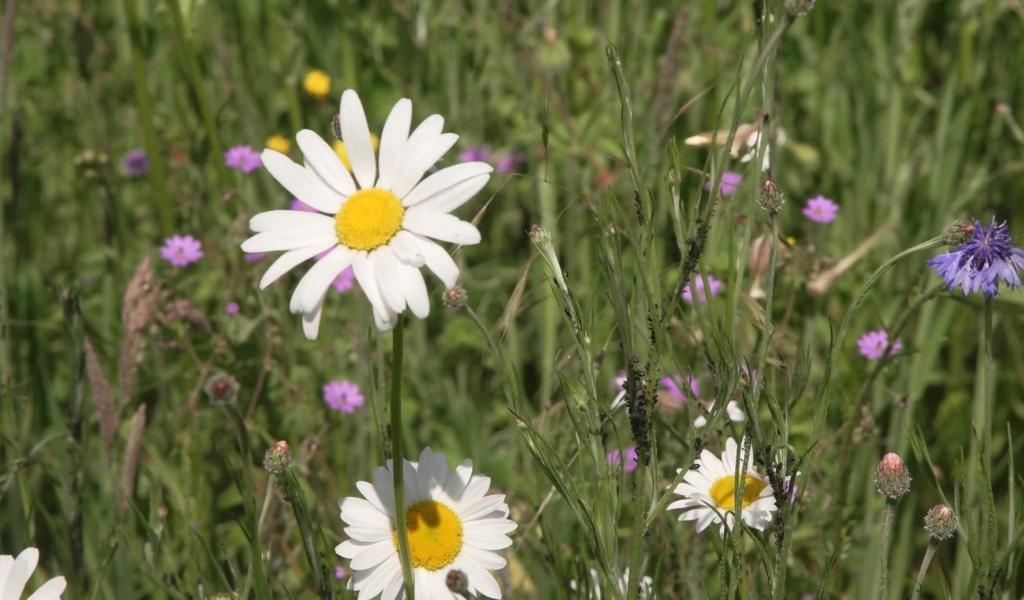 Pollens : le bouleau, c'est fini, place aux graminées