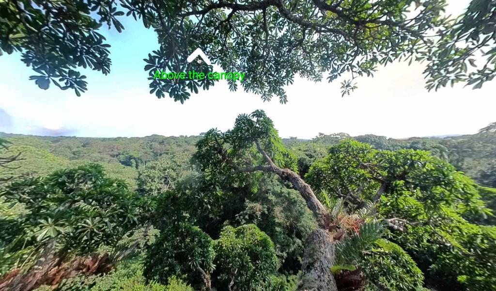 Gembloux Agro-Bio Tech : une immersion virtuelle au coeur des arbres monumentaux