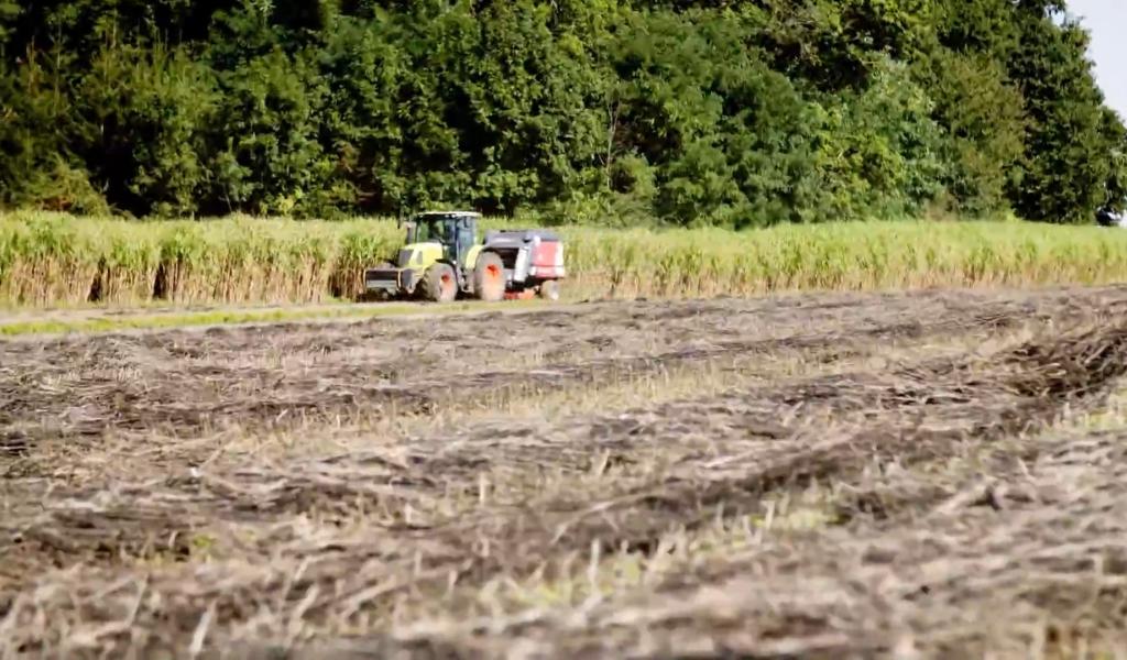 Le chanvre révèle son pouvoir de dépollution des sols