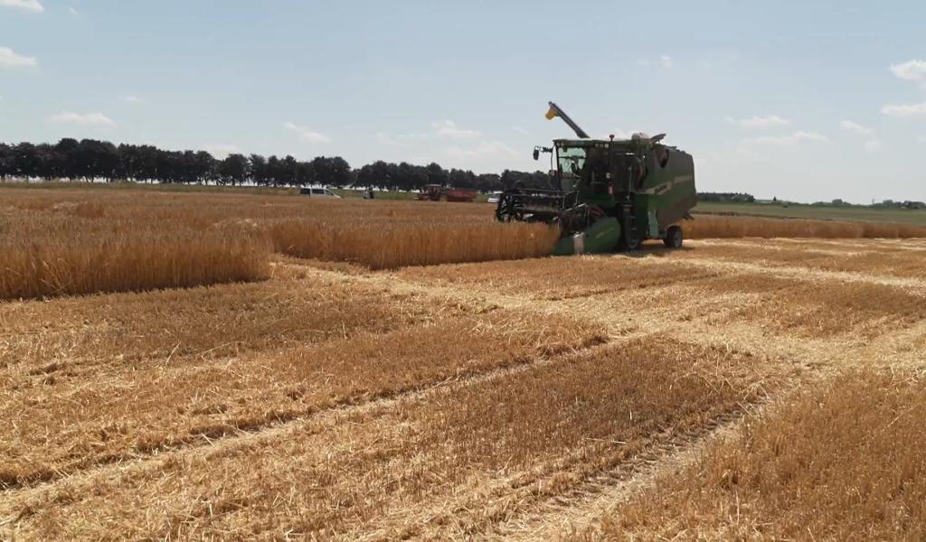 Sous la canicule, les moissons de céréales débutent en avance