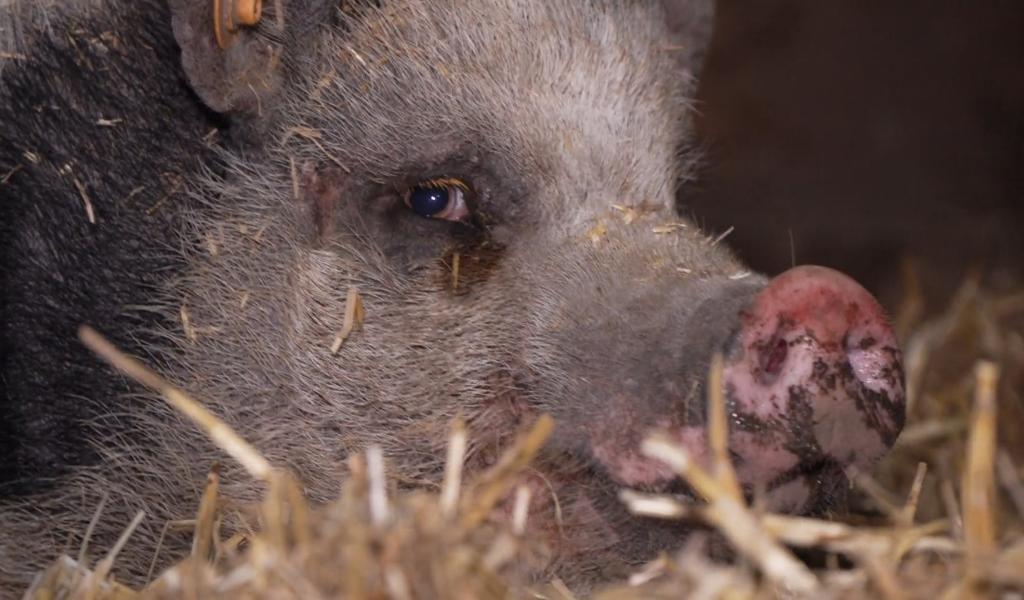 Bien-être animal : apaisement dans les refuges