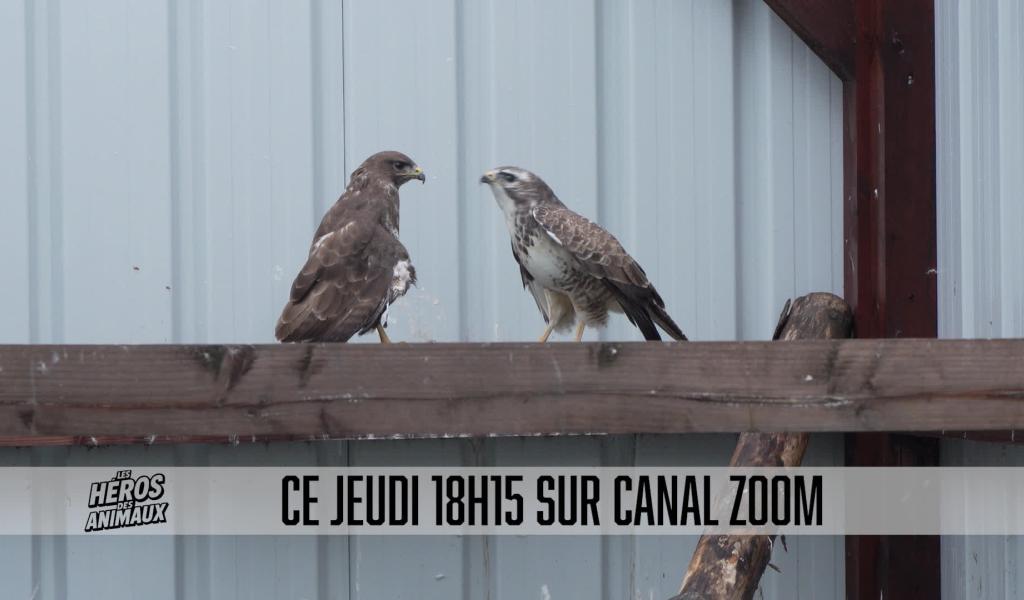 Les Héros des animaux