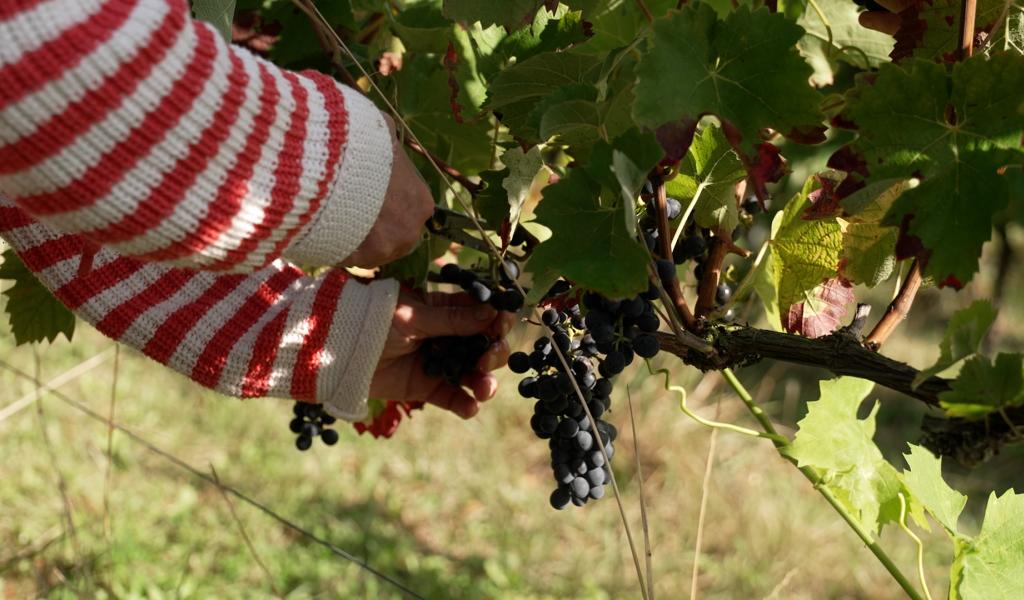 Vendanges : une première pour la cave coopérative de Perwez