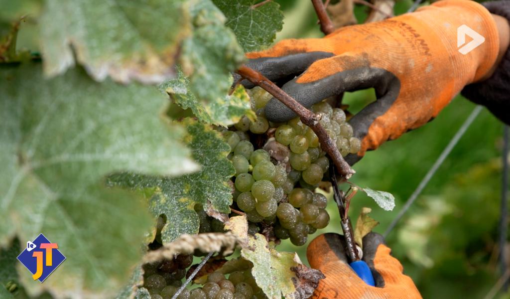 Vendanges : le vignoble "La Garenne" à Perwez a le sourire en 2025