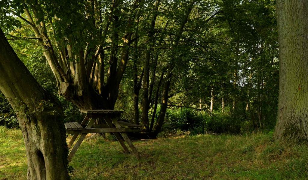 Jugé dangereux, le bois du Castillon est fermé aux promeneurs pendant 5 mois