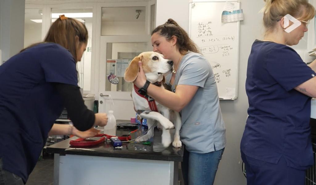 Les Héros des animaux - Clinique vétérinaire partie 2