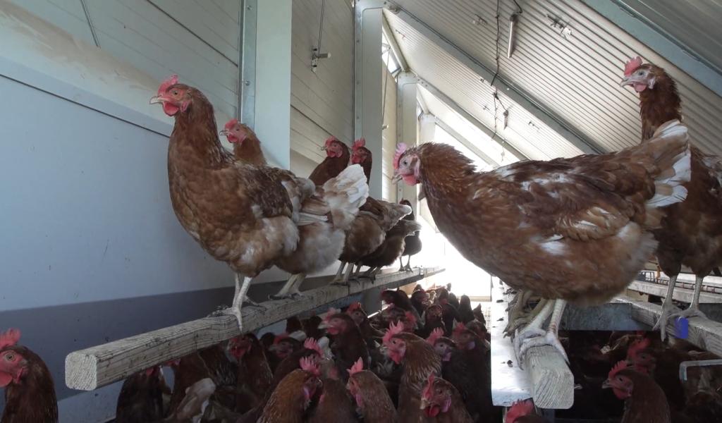 Grippe aviaire à Grand-Leez : l'AFSCA euthanasie l'élevage et établit une zone de protection