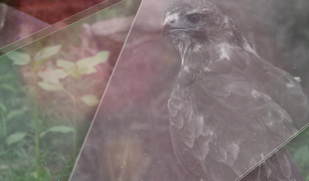 Les Héros des animaux