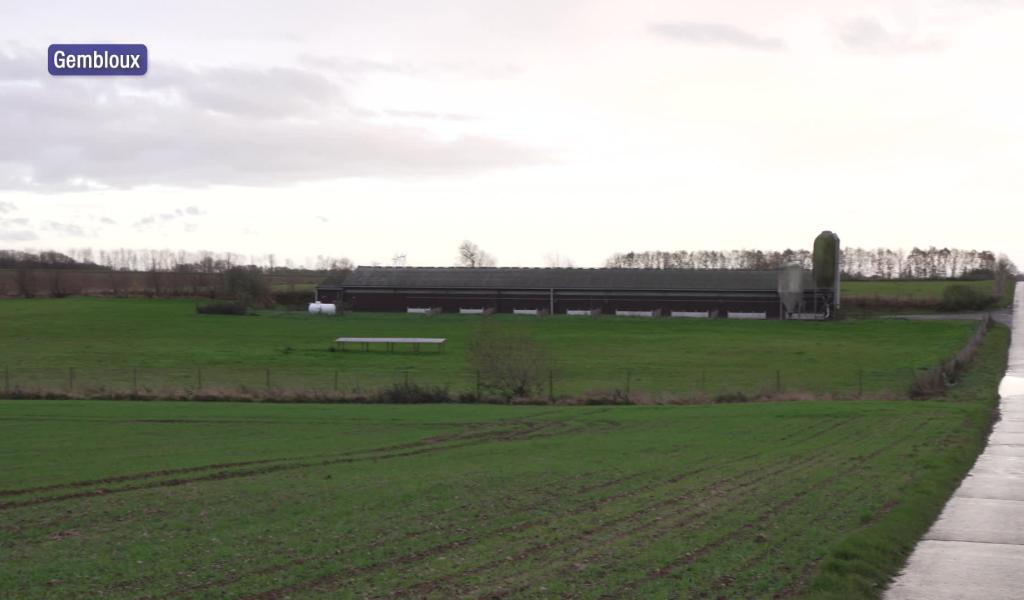 Grippe aviaire à Grand-Leez : l'AFSCA euthanasie l'élevage et établit une zone de protection