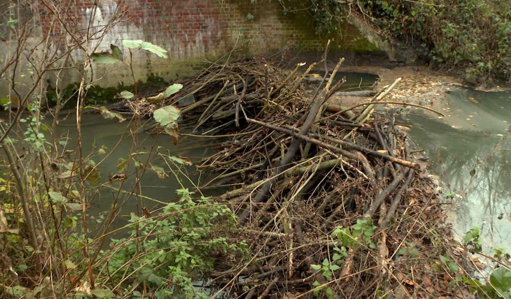 Chastre : les castors et les pêcheurs cherchent à cohabiter