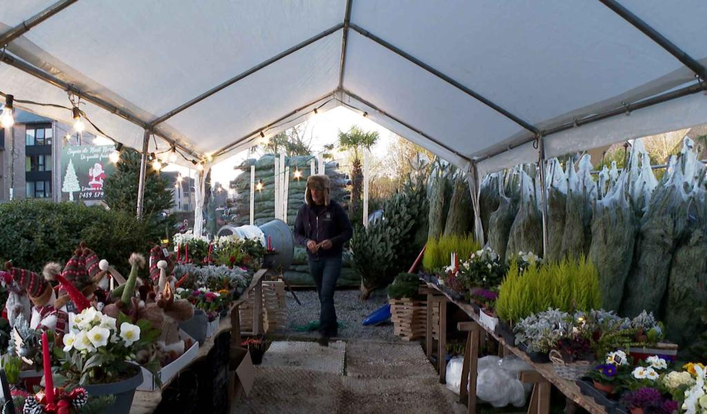 Quel sapin choisir pour Noël et comment le garder longtemps? Les conseils d'un pépiniériste de Walhain