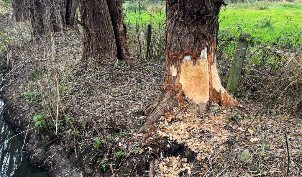 Deux castors dérangent Ernage dans sa lutte contre les inondations