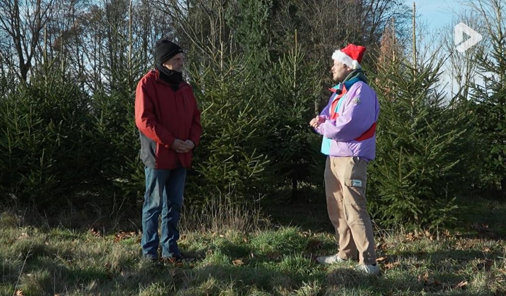 What the fact ? - Ou et comment poussent les sapins de Noël ?