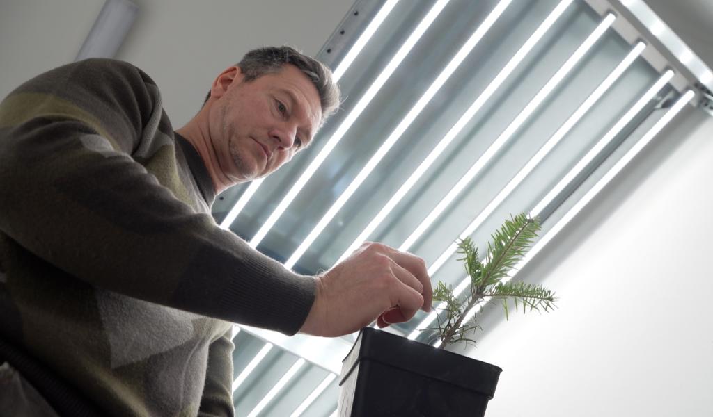 Gembloux Agro Bio-Tech teste des huiles essentielles pour favoriser la croissance des sapins de Noël
