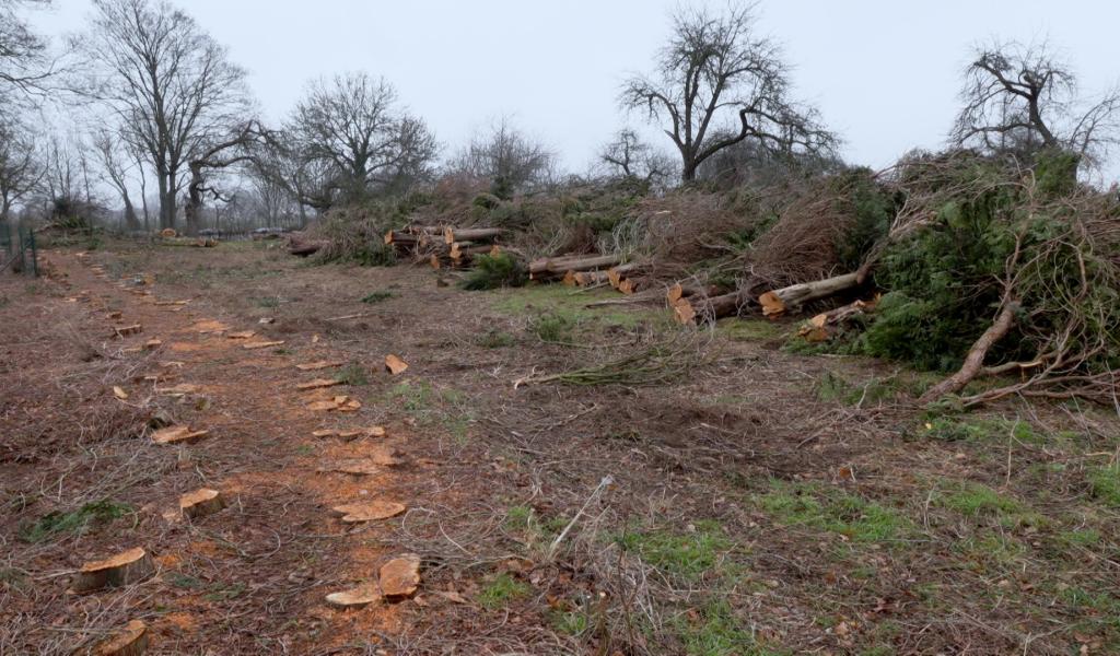 Près de 100 arbres abattus par la Commune de Chastre, sans autorisation