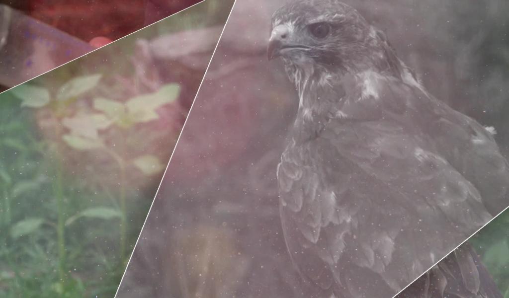 Les Héros des animaux