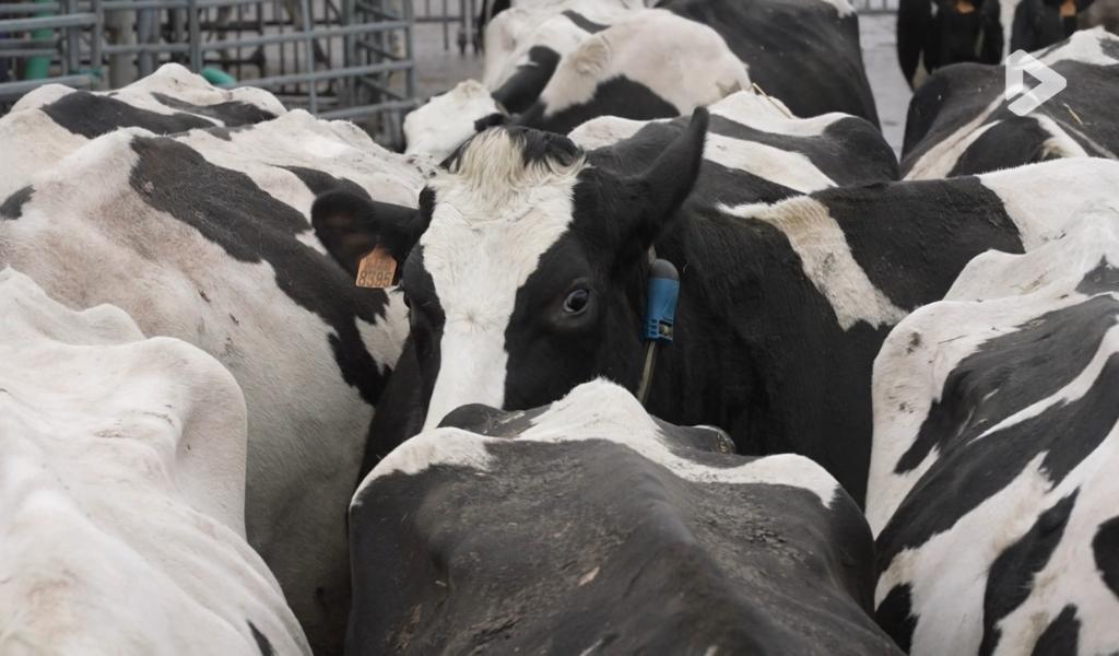 Méthane et filière laitière : une journée de rencontres à Gembloux Agro-Bio Tech