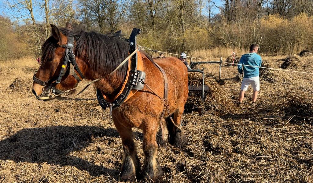 Grand-Leez : un cheval ardennais à l’écochantier participatif de la phragmitaie