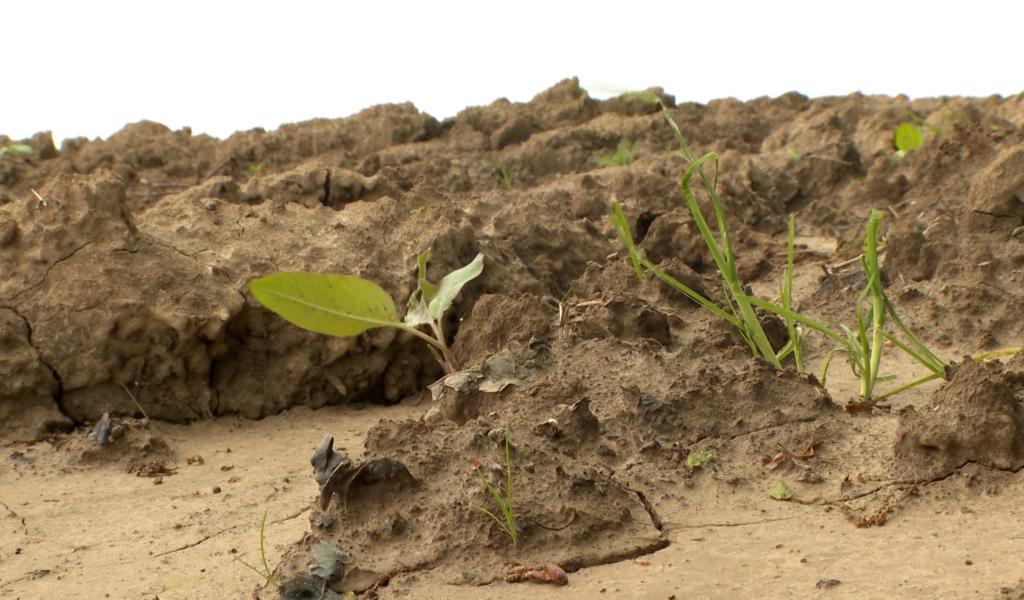 Agriculture : la Wallonie se dote d'un nouveau plan "réaliste" contre l'érosion des sols