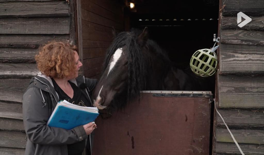 Les Héros des animaux - Les thérapies alternatives sur les aimaux