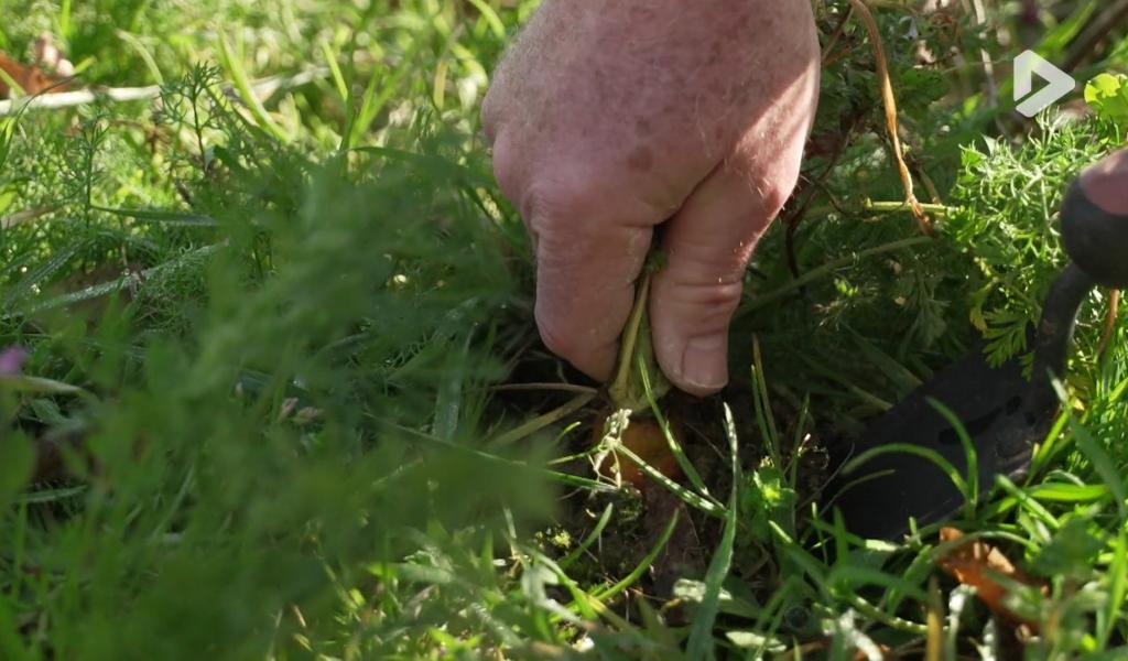 Walhain : quelques astuces pour bien s’occuper de son potager au début du printemps