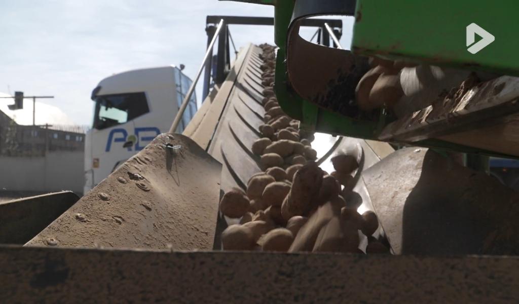Le secteur belge de la pomme de terre industrielle en crise