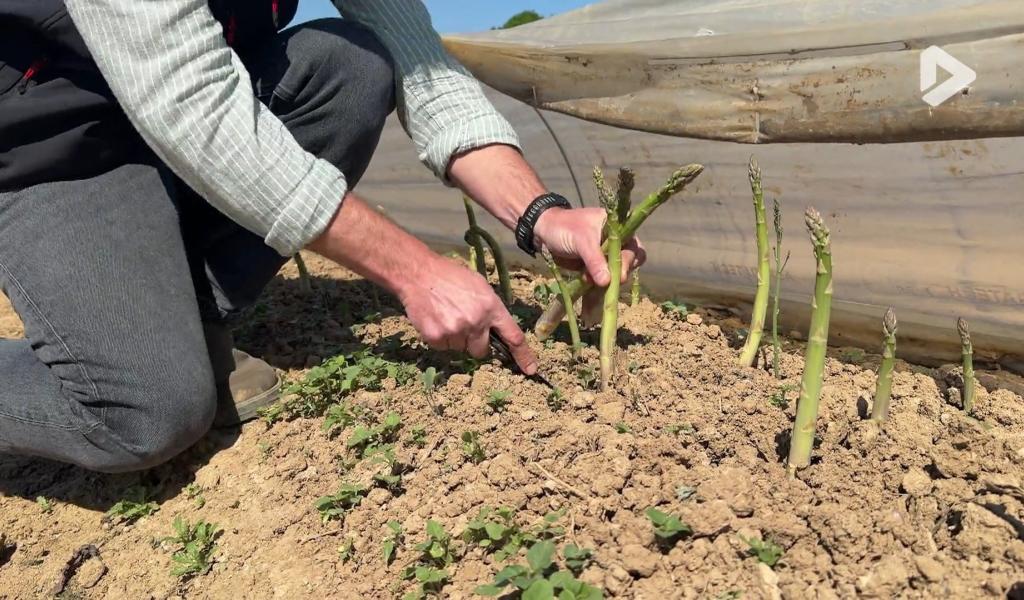Thorembais : la saison de l'asperge verte est lancée en Wallonie