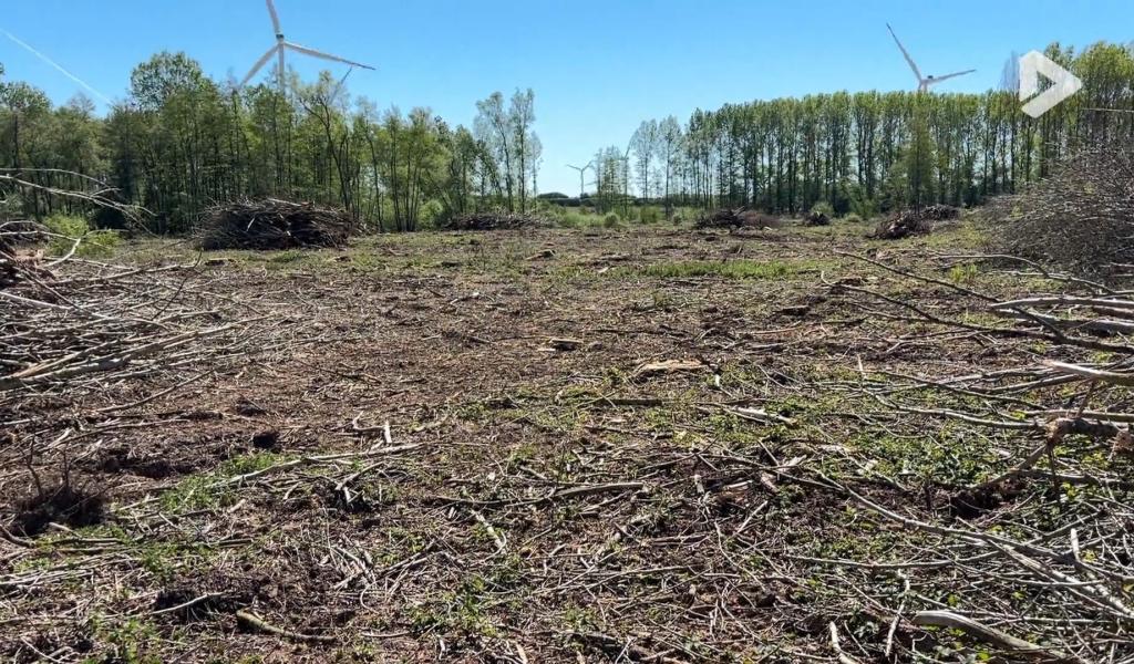 Perwez : une coupe à blanc de 9 hectares de peupliers fait réagir Natagora