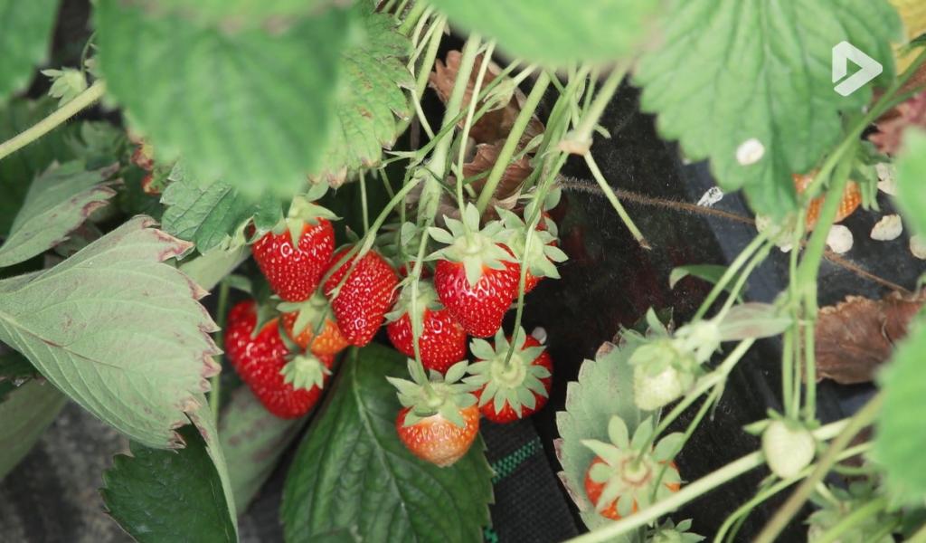 What the fact ? - Comment se cultivent nos fraises ?